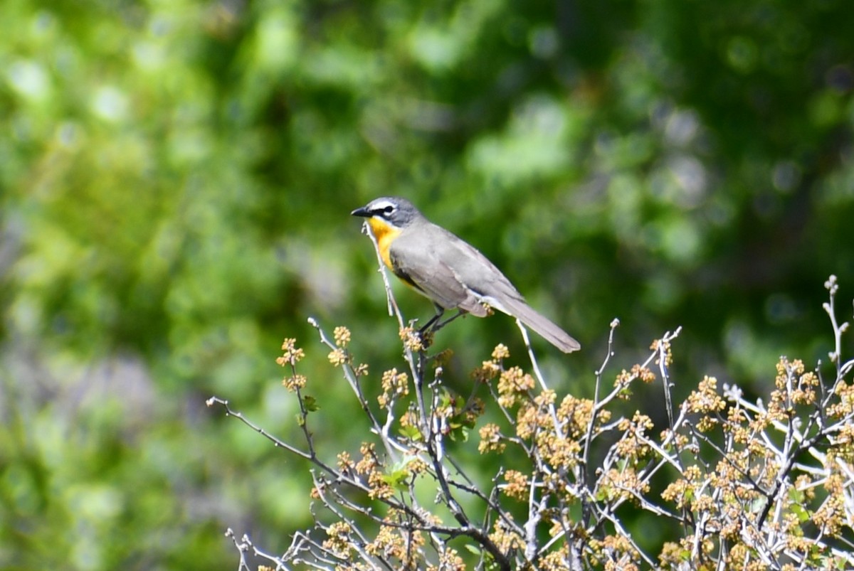 Yellow-breasted Chat - ML636979250