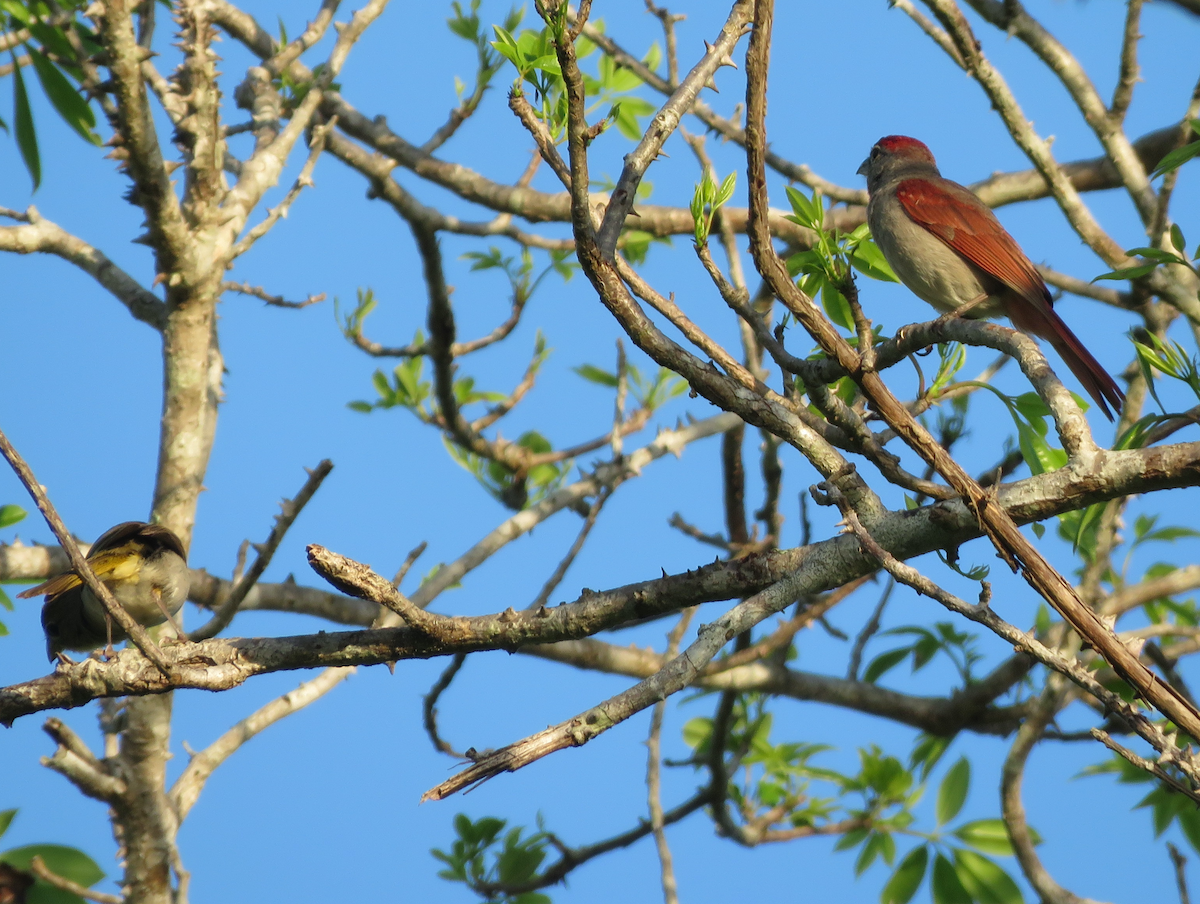 Rose-throated Tanager - ML636979254