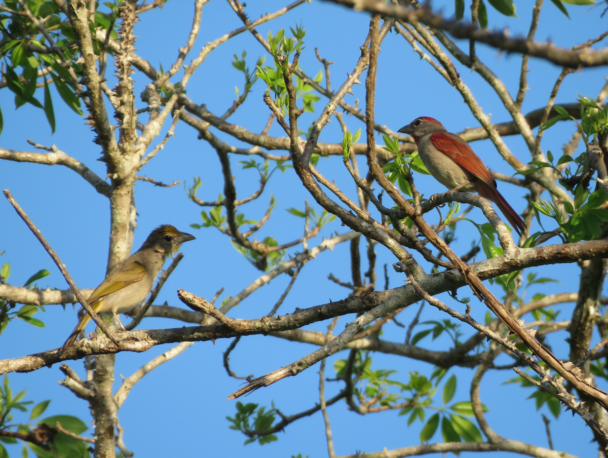 Rose-throated Tanager - ML636979255