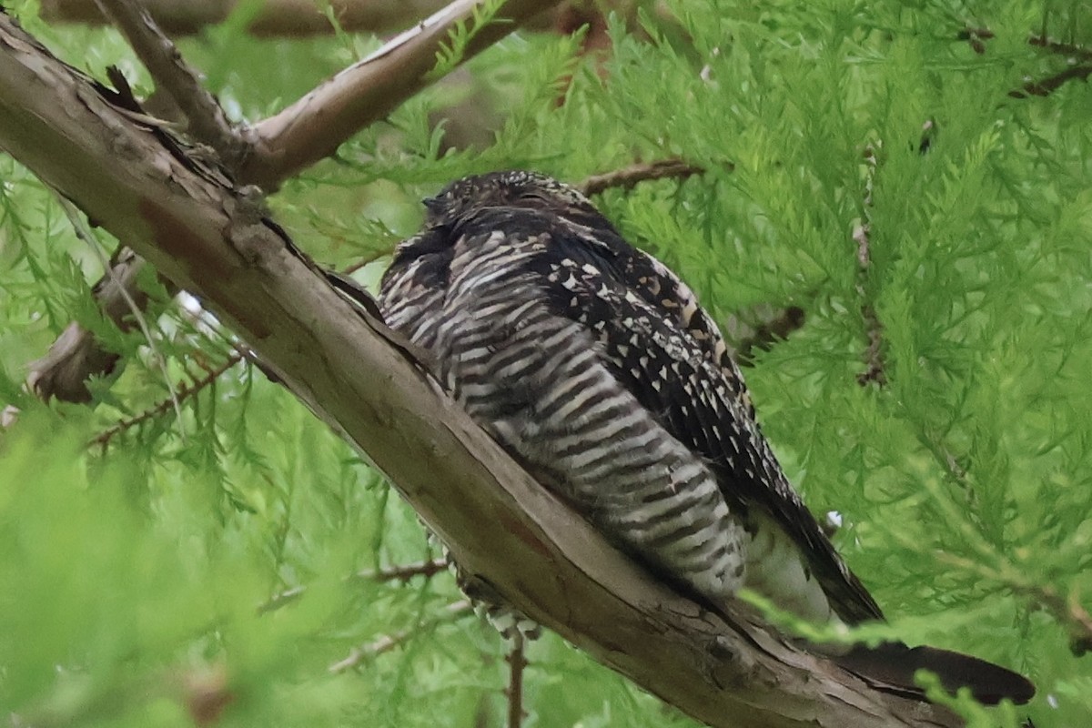 Common Nighthawk - ML636979282