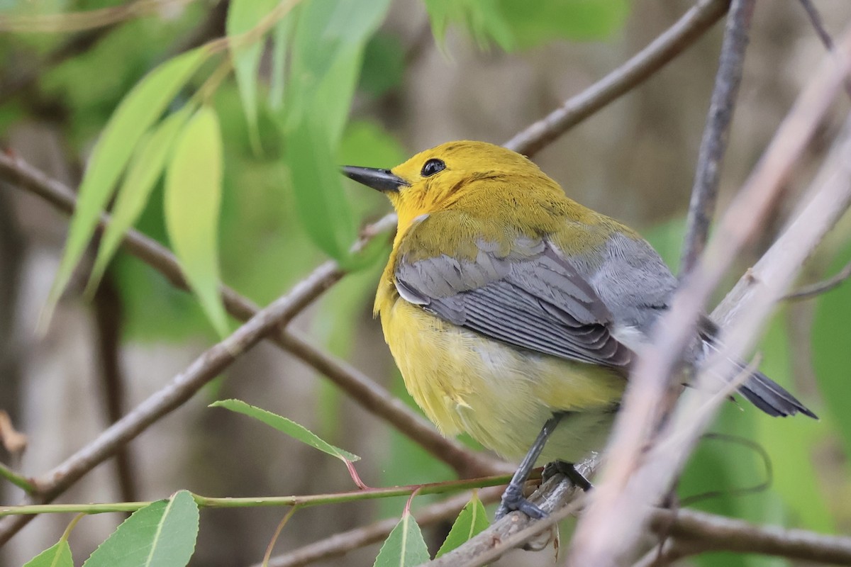 Prothonotary Warbler - ML636979316