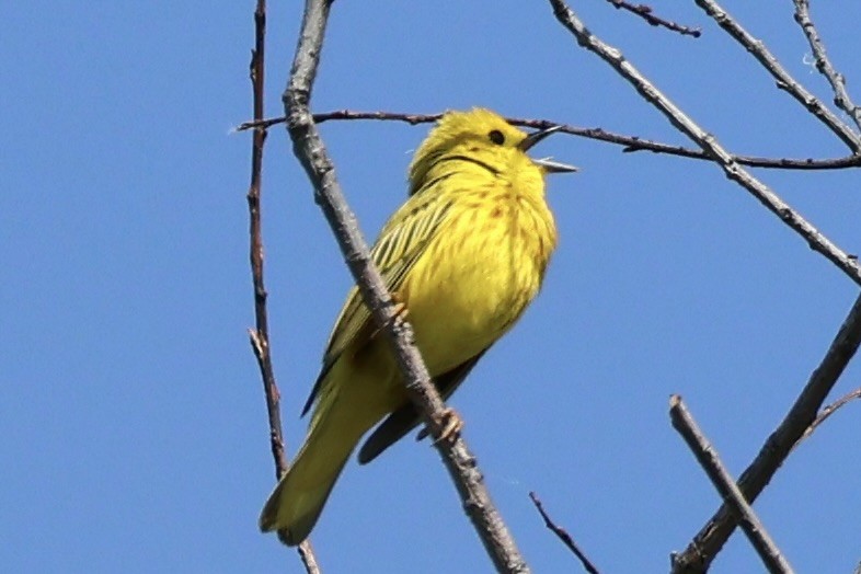 Yellow Warbler (Northern) - ML636979321