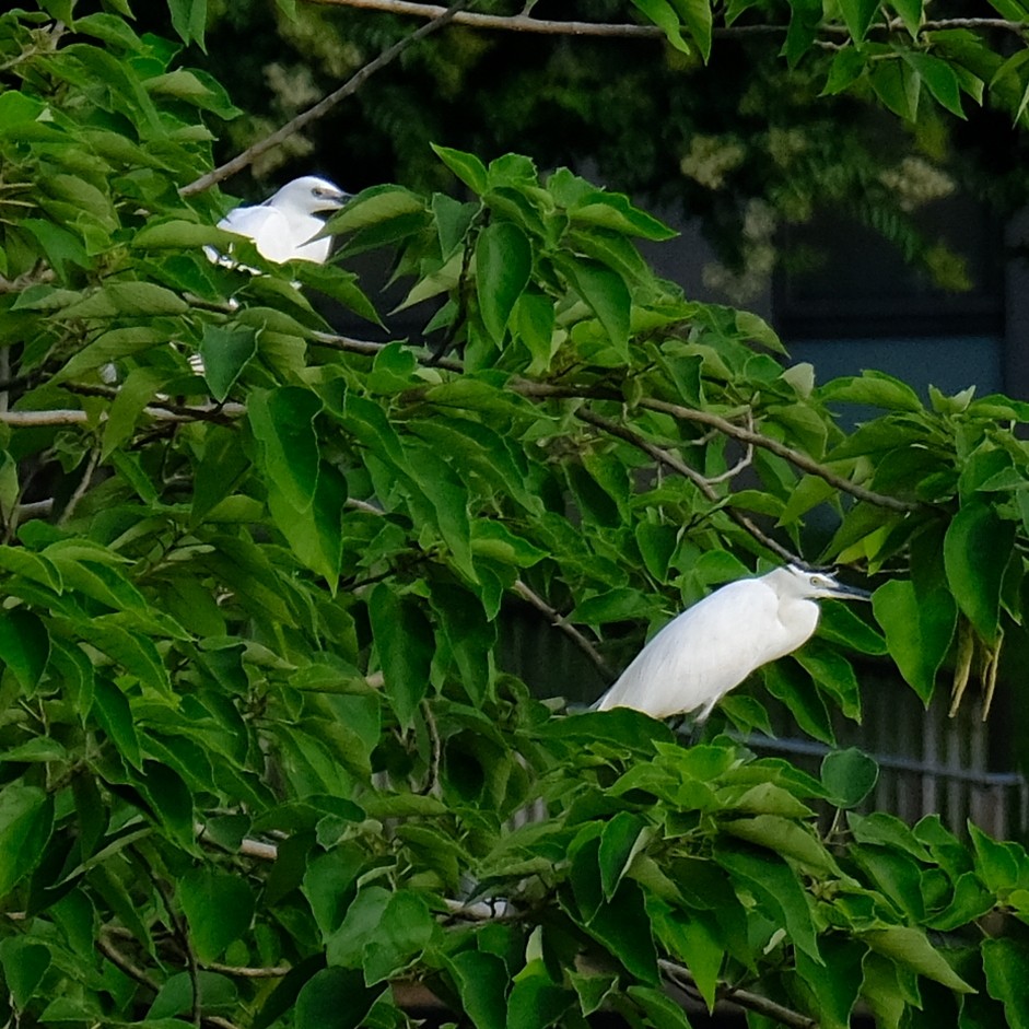 Little Egret - ML636979327