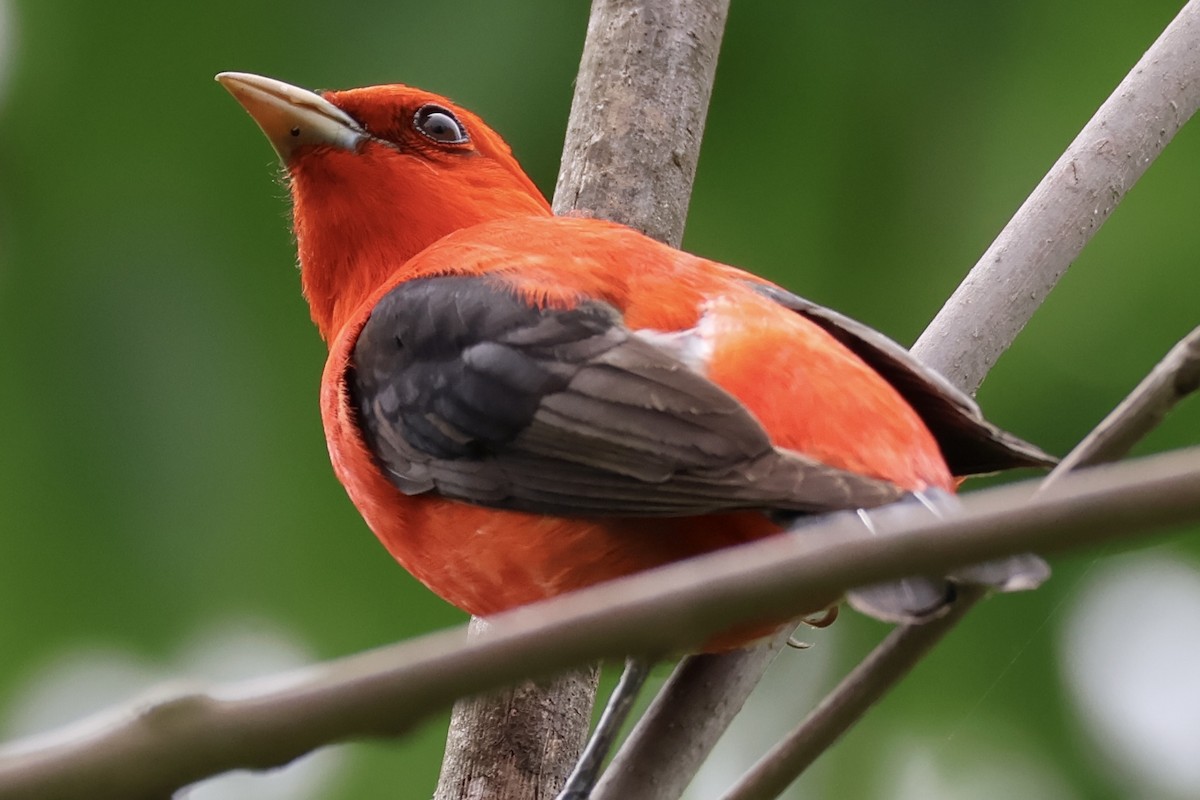 Scarlet Tanager - ML636979328