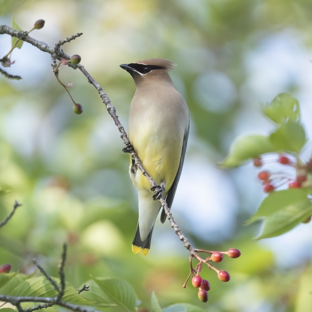 Cedar Waxwing - ML636979336
