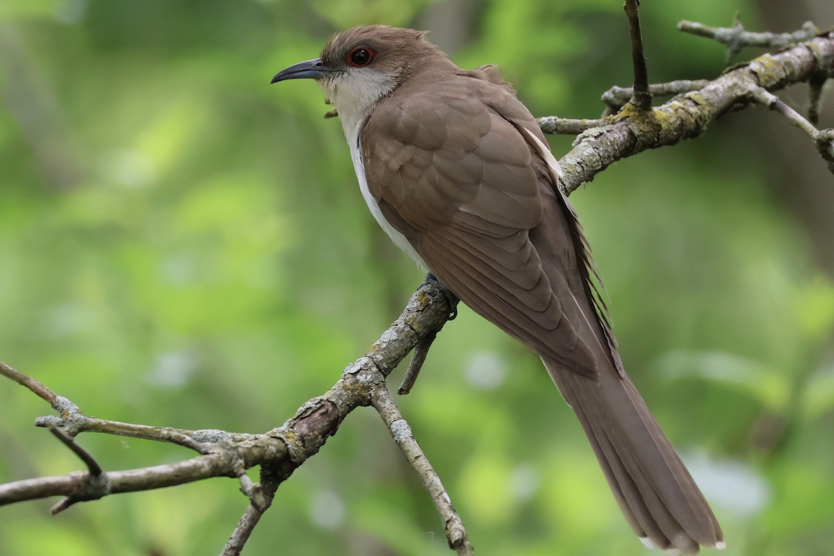 Black-billed Cuckoo - ML636979365