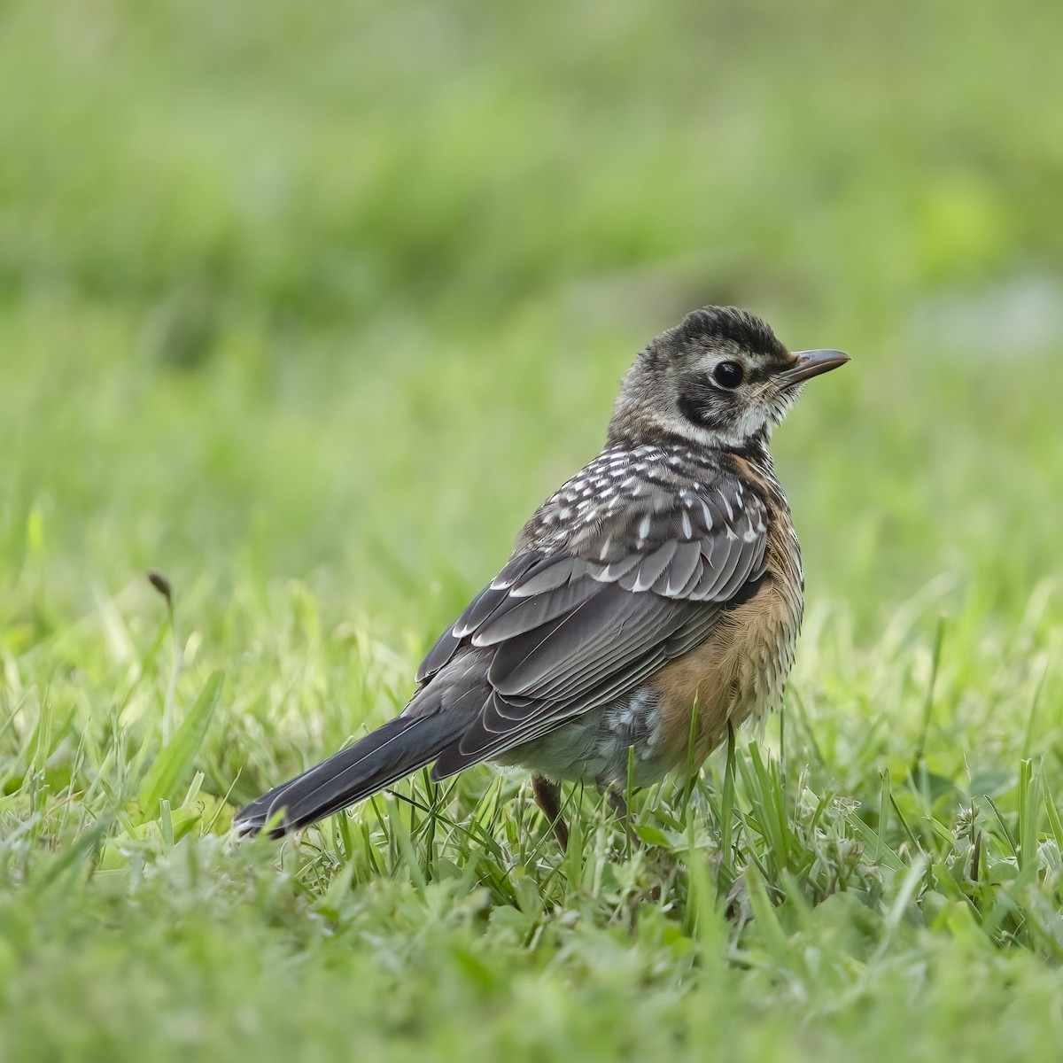 American Robin - ML636979378