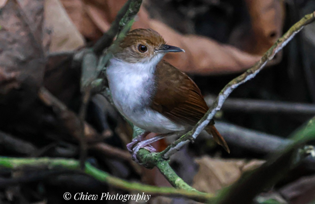 White-chested Babbler - ML636979396