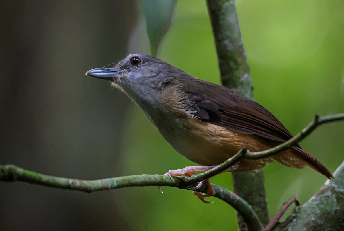 Horsfield's Babbler - ML636979400