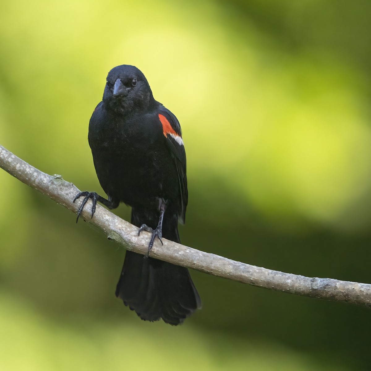 Red-winged Blackbird - ML636979421