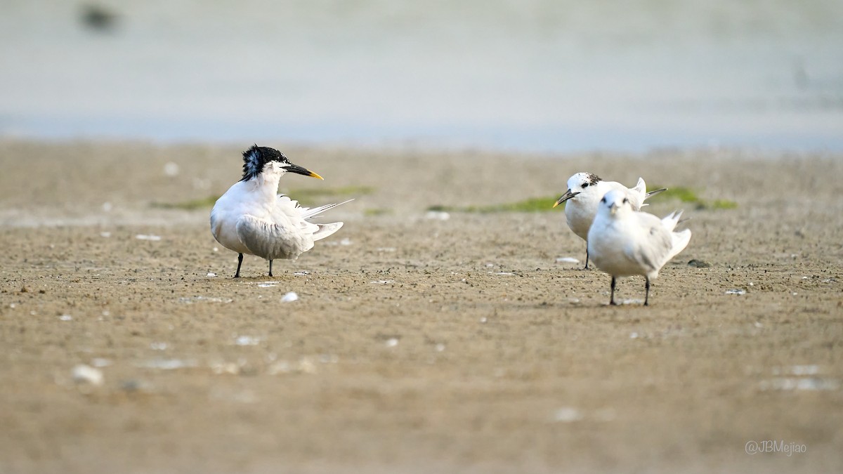 rybák severní - ML636979443