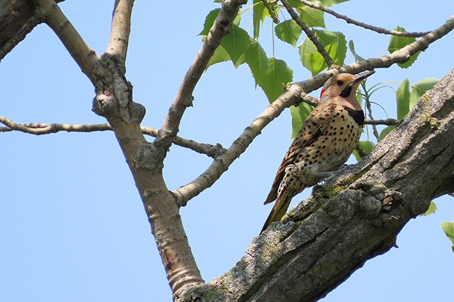 נקר צפון-אמריקני - ML636979519
