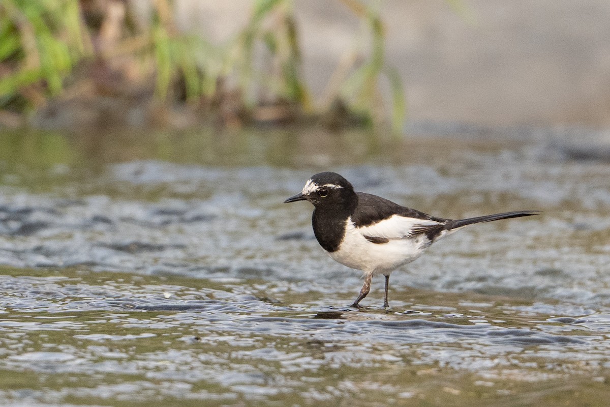 Japanese Wagtail - ML636979538