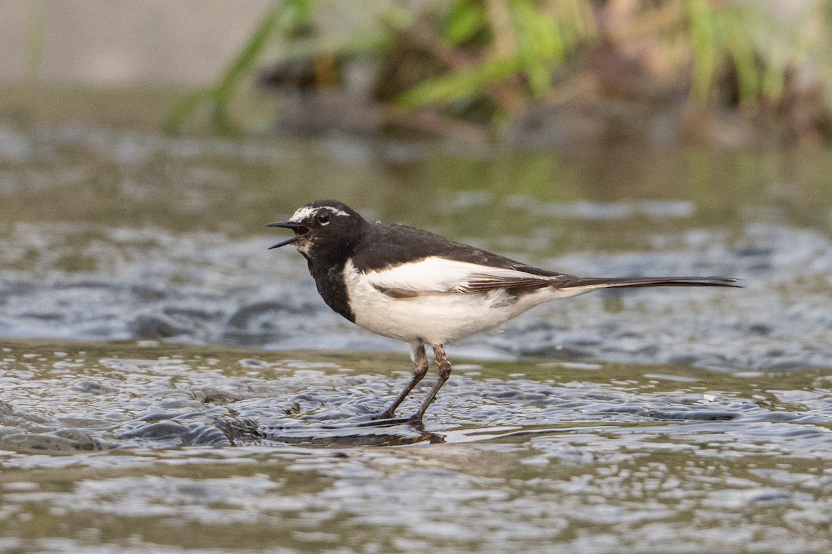 Japanese Wagtail - ML636979541