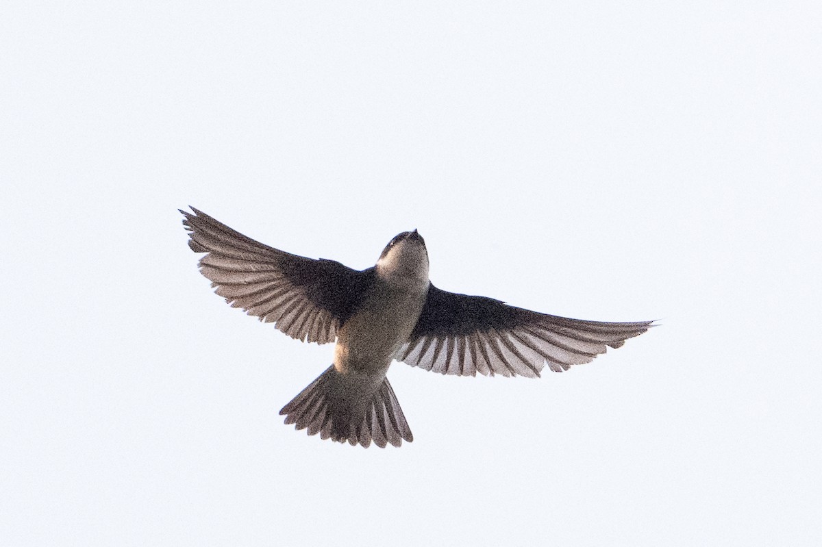 Asian House-Martin - ML636979546