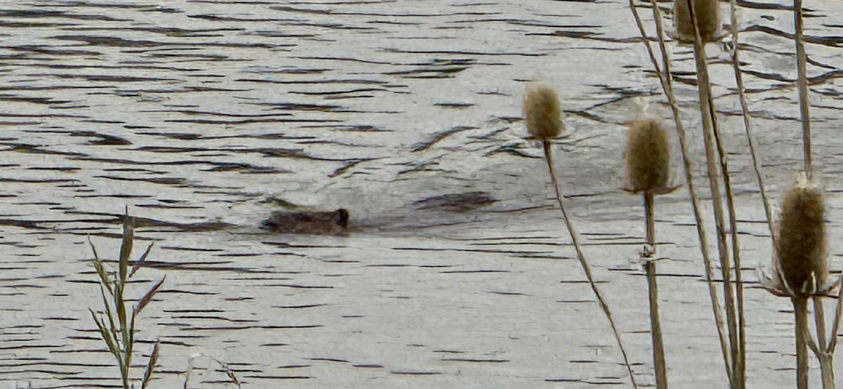 American Beaver - ML636979549