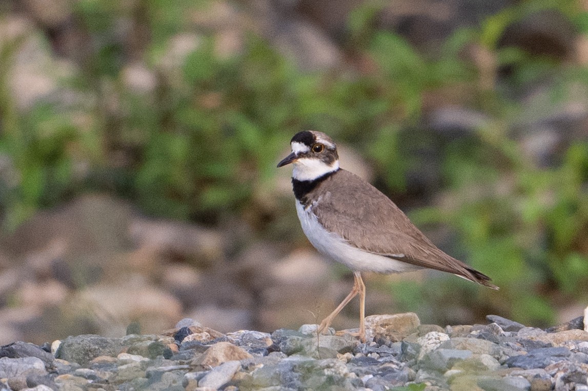Long-billed Plover - ML636979564