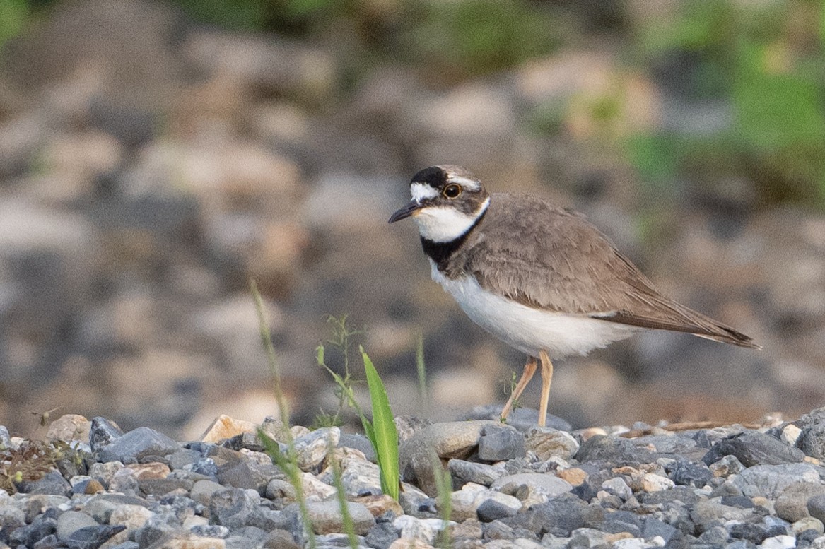 Long-billed Plover - ML636979567