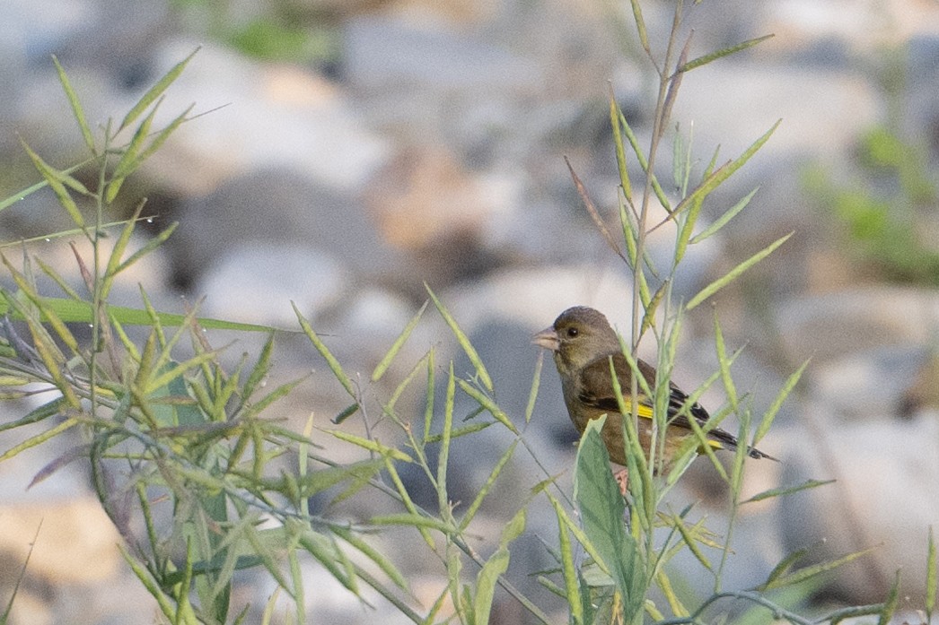 Oriental Greenfinch - ML636979573