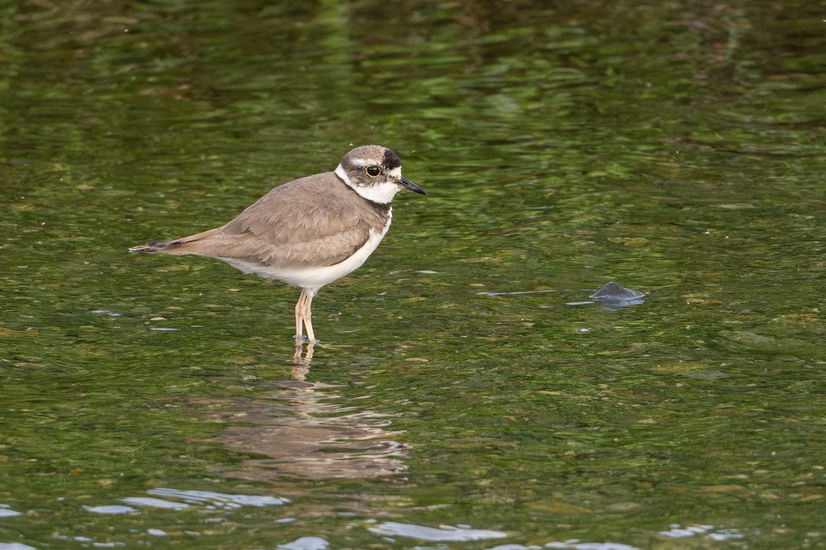 Long-billed Plover - ML636979598