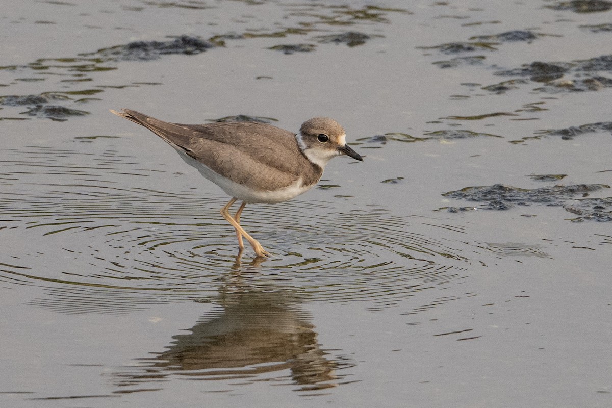 Long-billed Plover - ML636979605