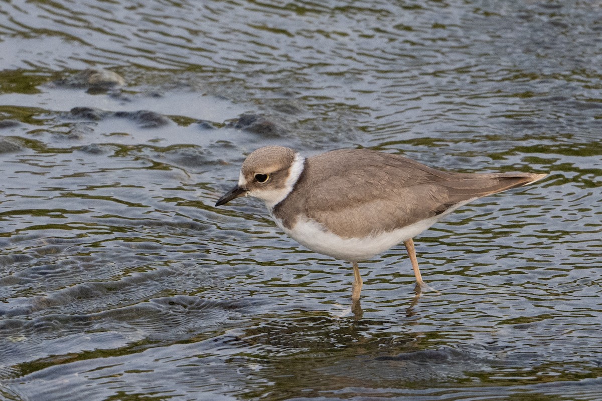 Long-billed Plover - ML636979610