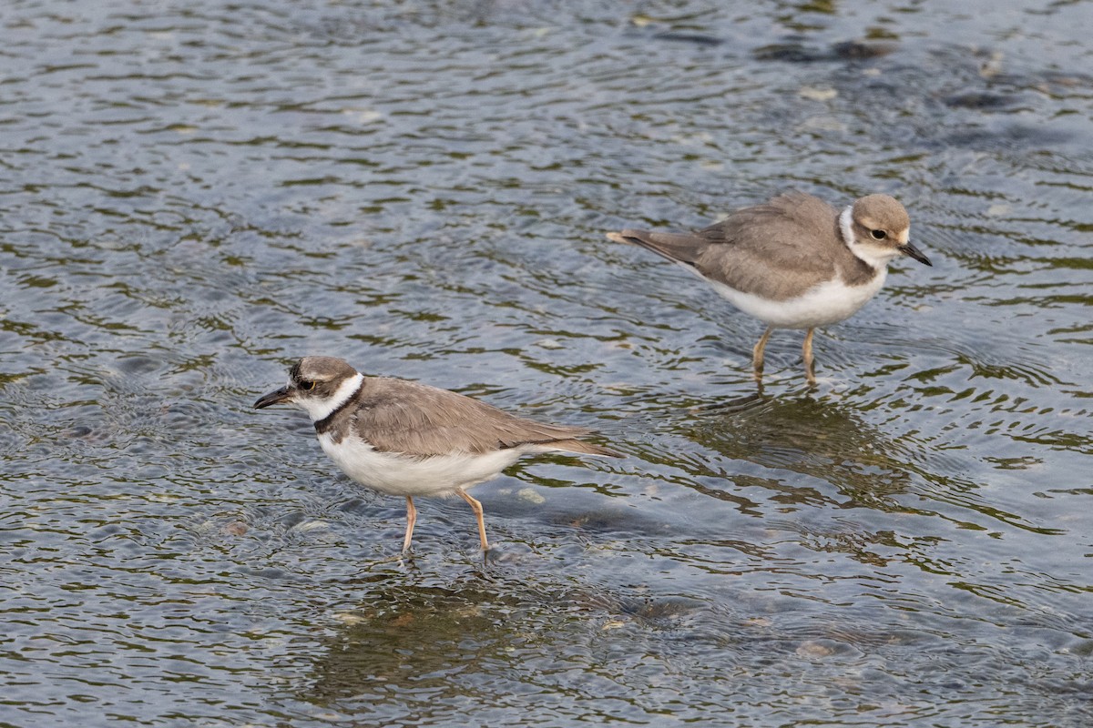 Long-billed Plover - ML636979612