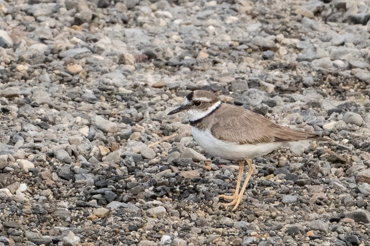 Long-billed Plover - ML636979621