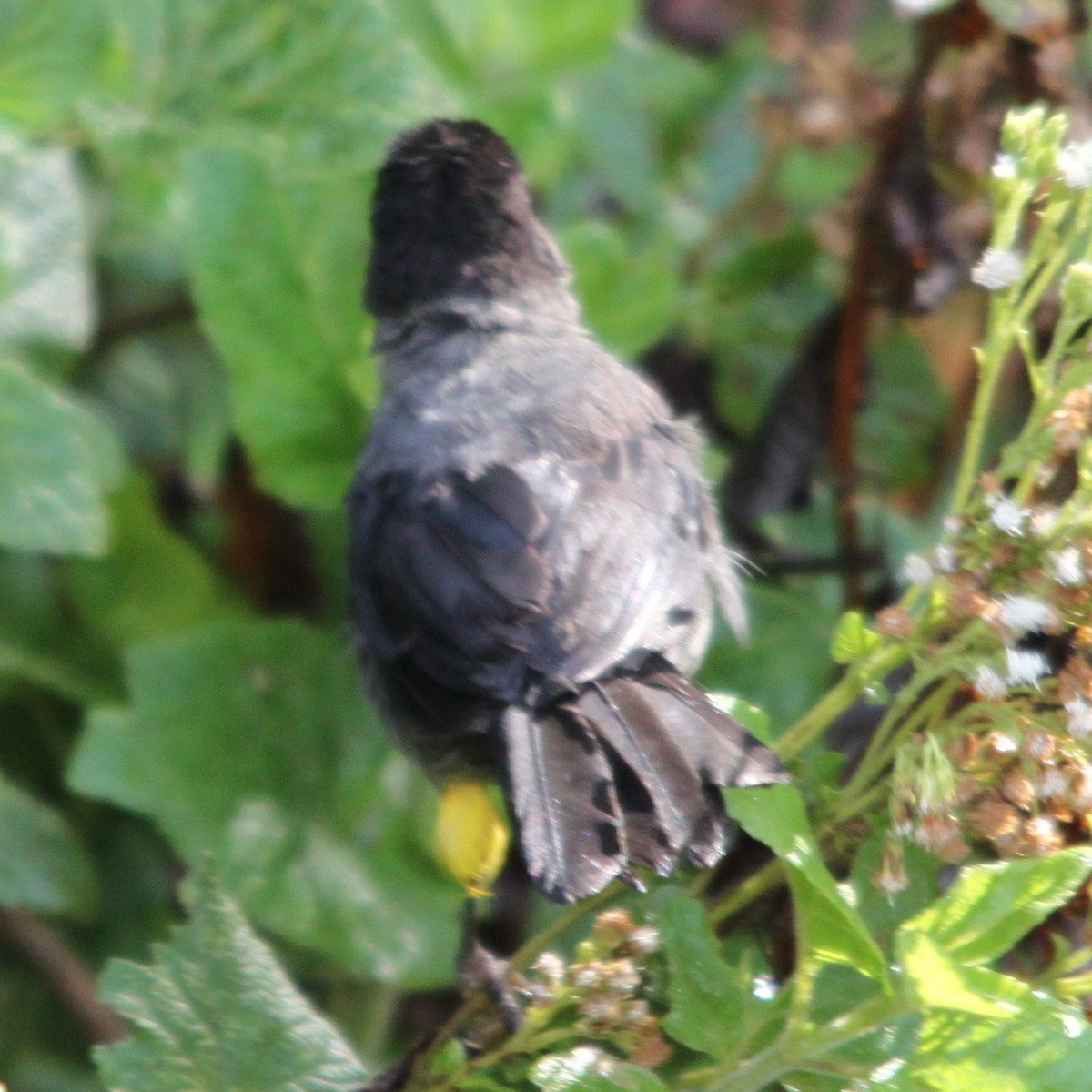 Yellow-thighed Brushfinch - ML636979651