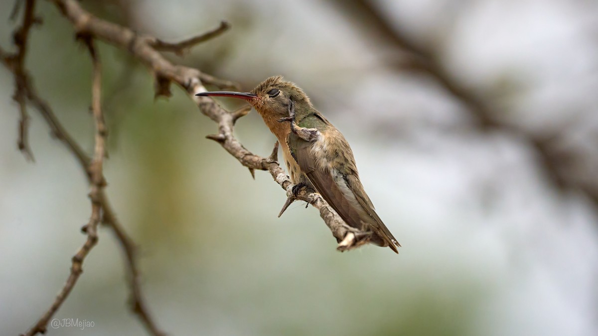 Buffy Hummingbird - ML636979717