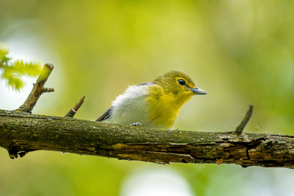 Yellow-throated Vireo - ML636979768