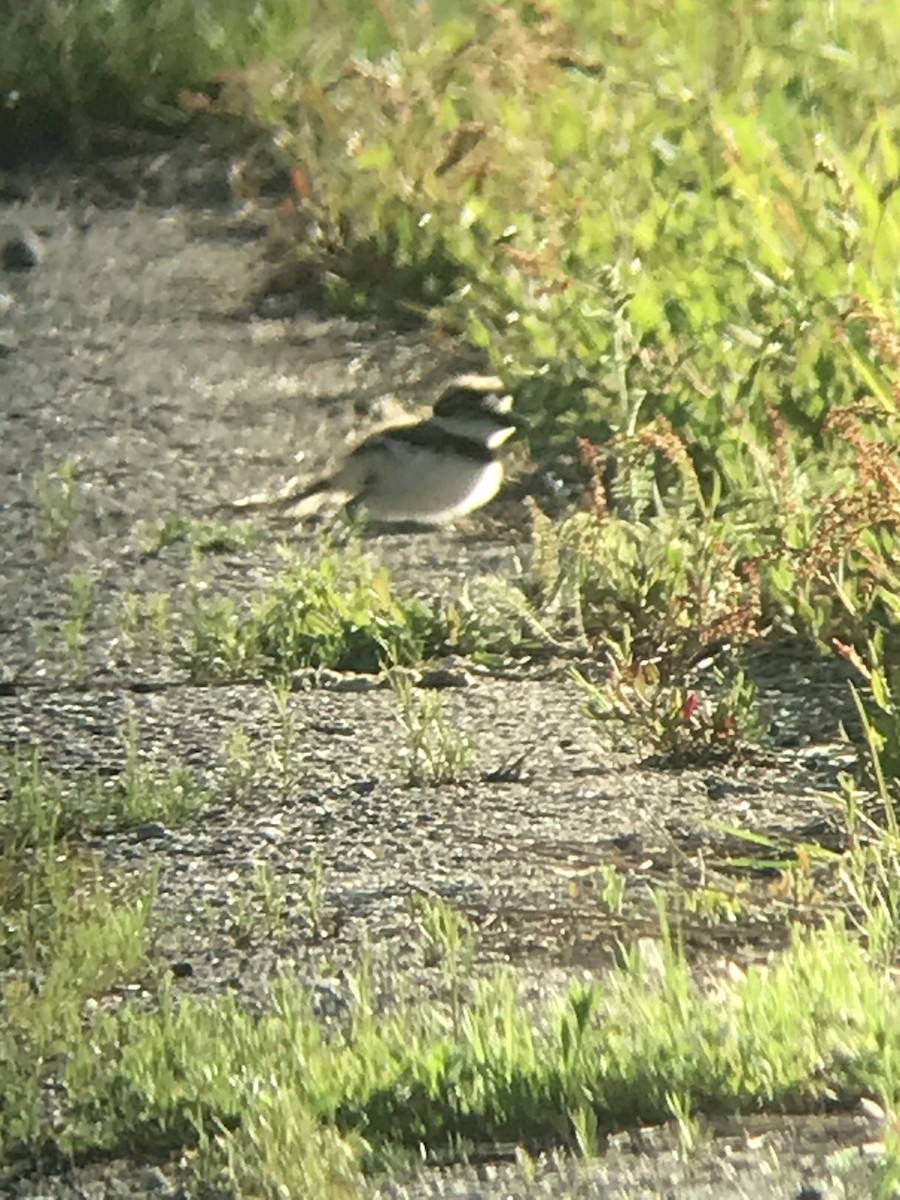 Killdeer - ML636979839