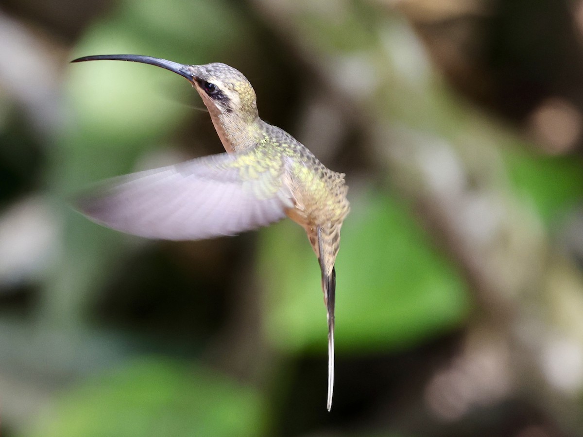 Great-billed Hermit - ML636979845