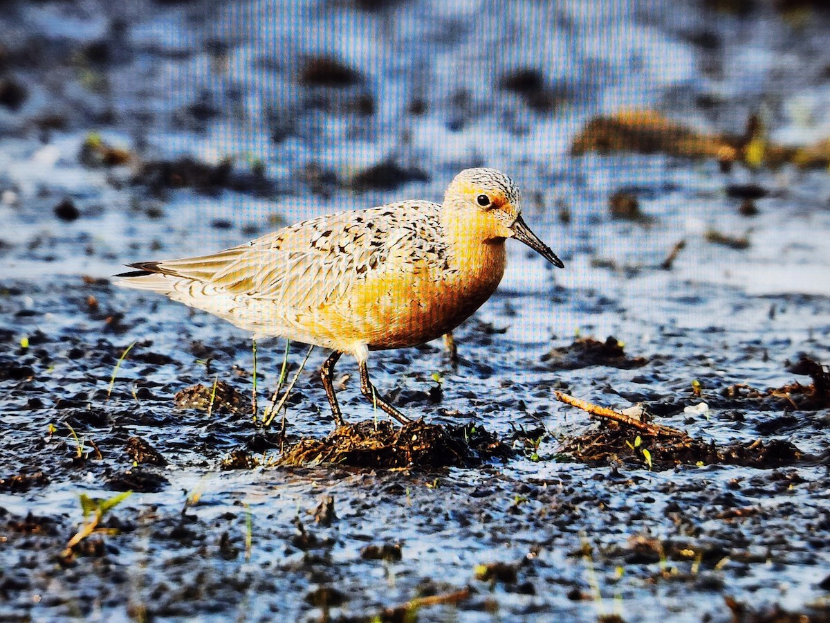 Red Knot - ML636979885