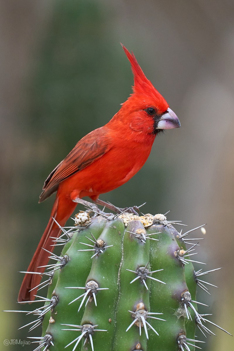 Vermilion Cardinal - ML636979897