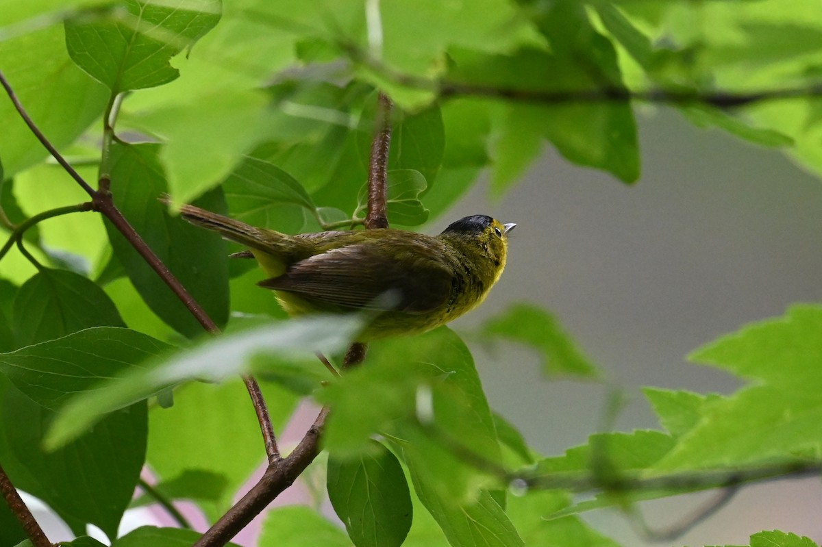 Wilson's Warbler - ML636979913