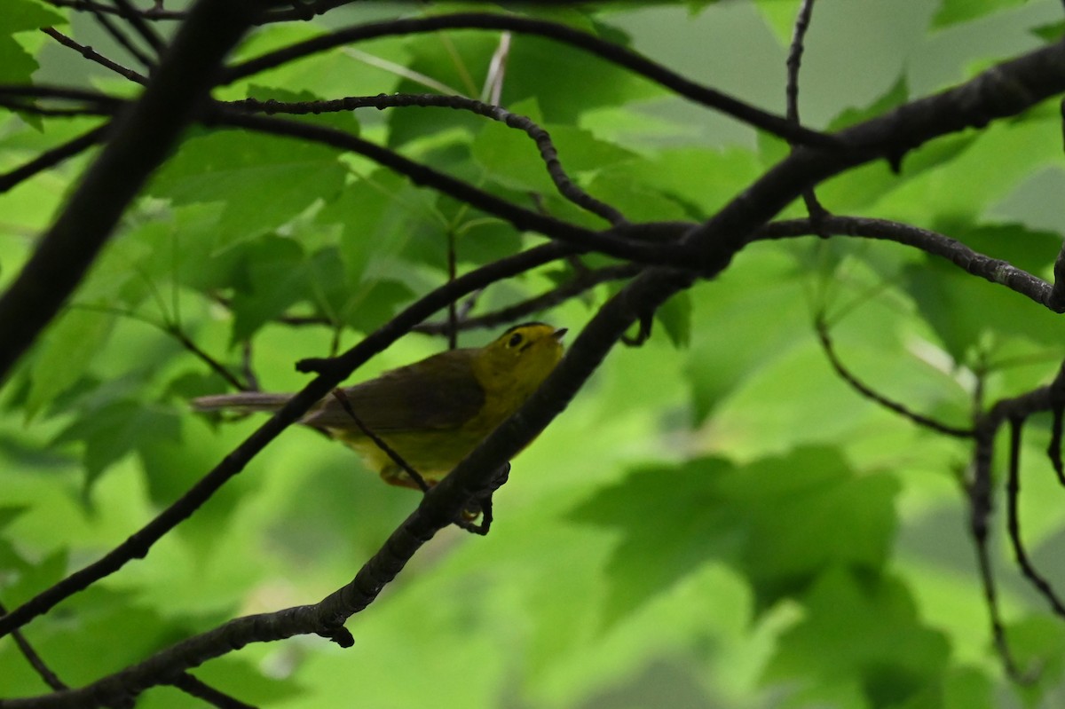 Wilson's Warbler - ML636979914