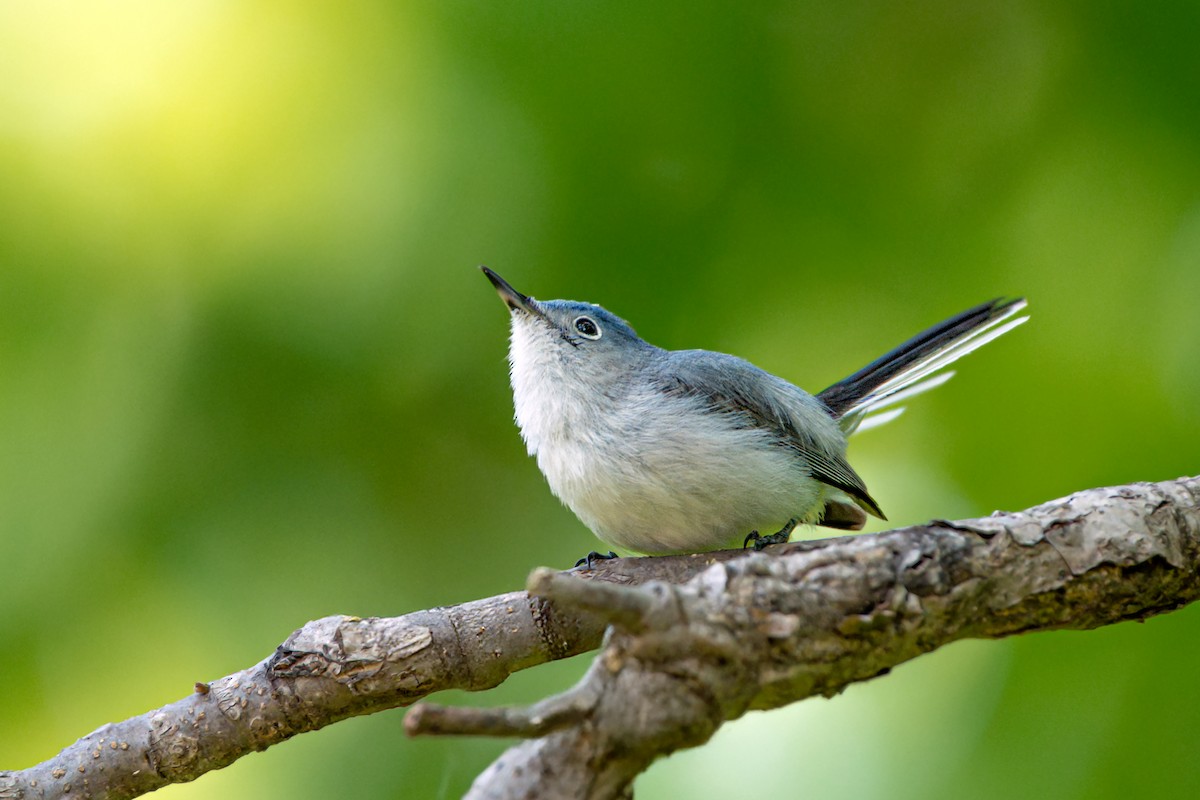 Blue-gray Gnatcatcher - ML636979934