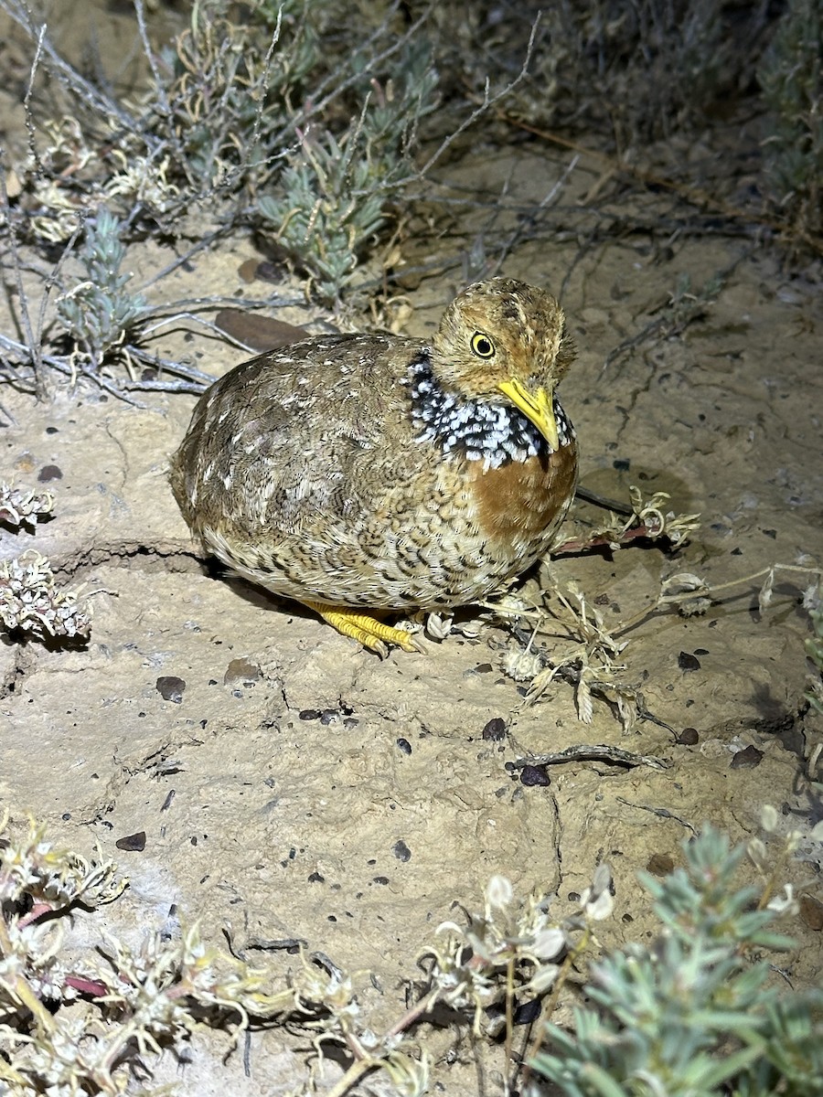 dropík australský - ML636979938