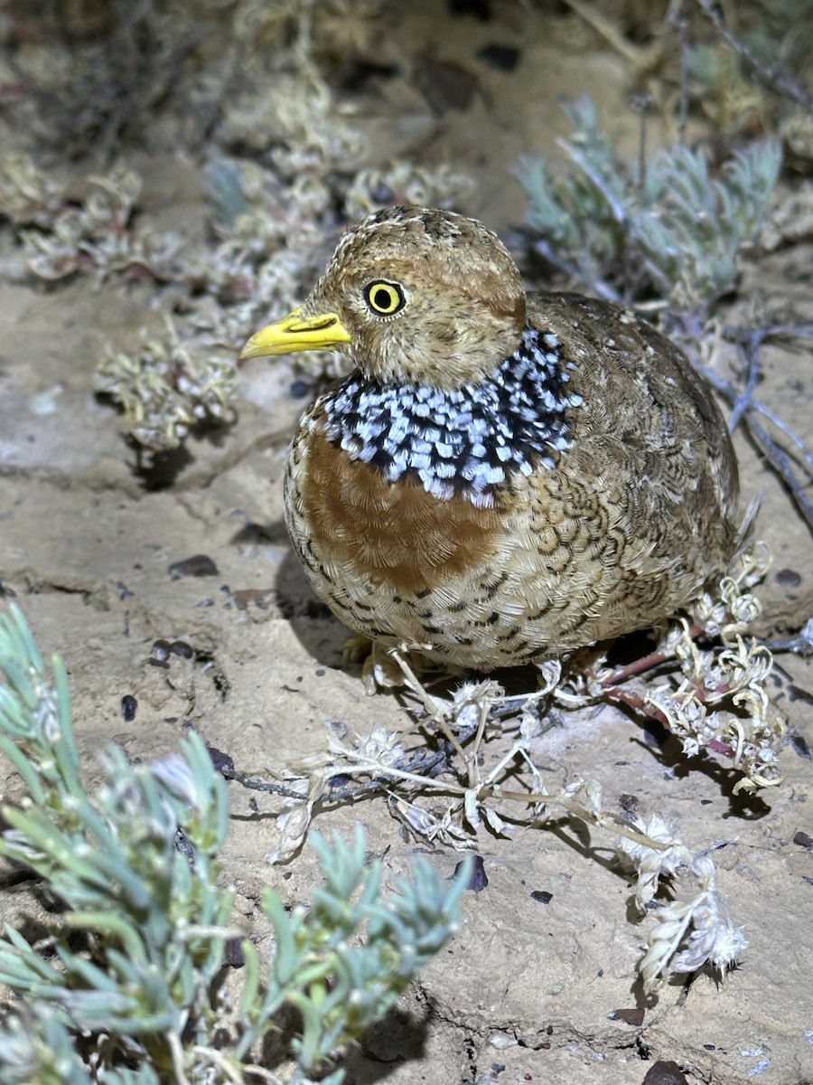 dropík australský - ML636979939