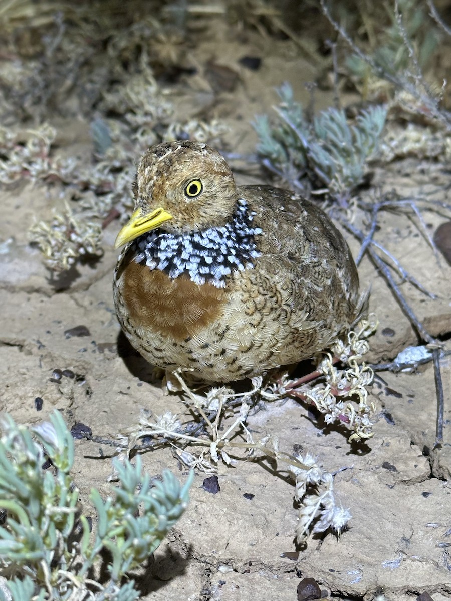 dropík australský - ML636979940