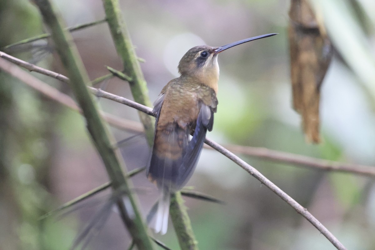 Koepcke's Hermit - ML636979982
