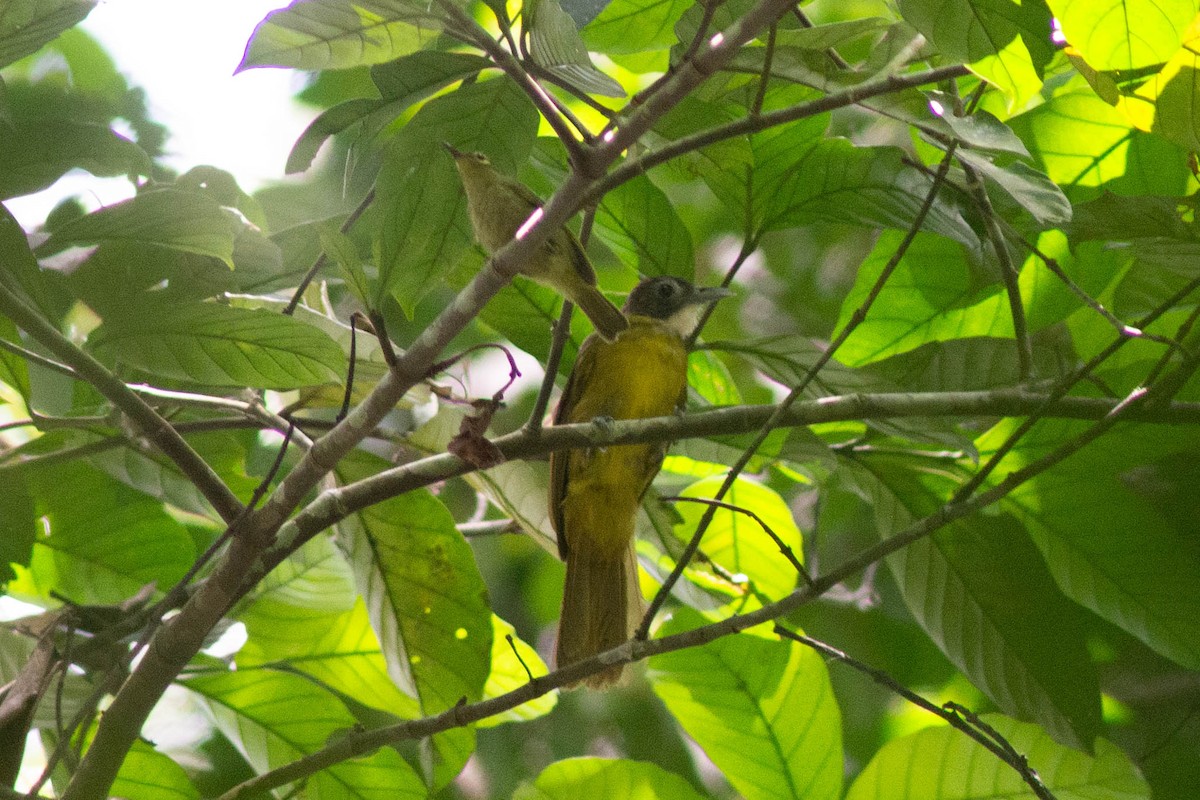 Fraser's Sunbird - ML636979984