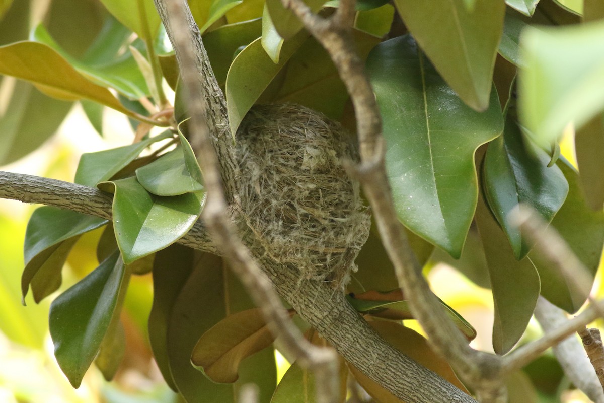 Yellow Warbler (Northern) - ML636980003