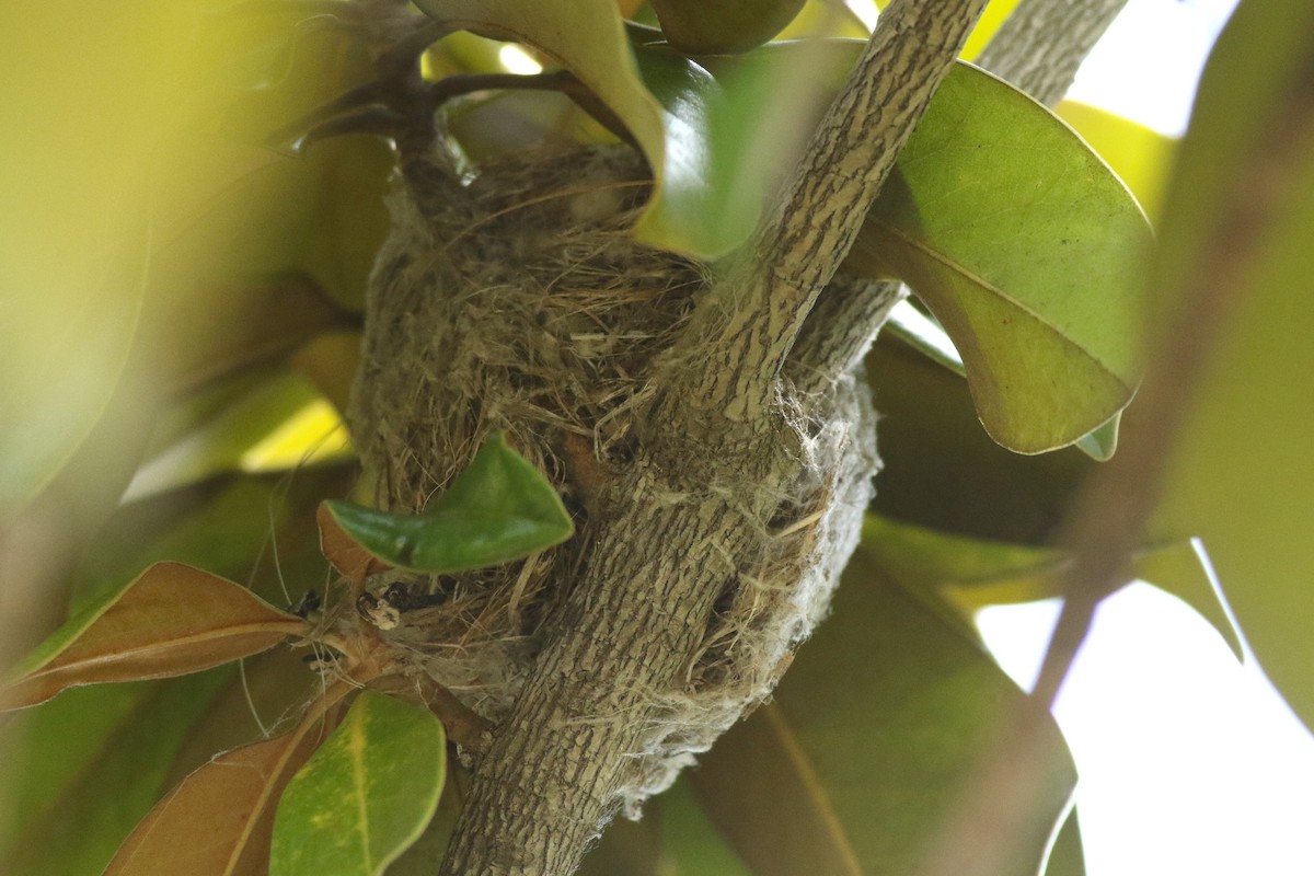 Yellow Warbler (Northern) - ML636980016