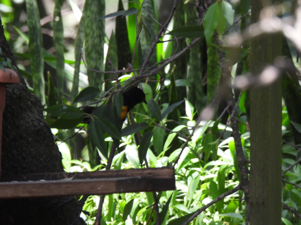 Black-vented Oriole - ML636980017