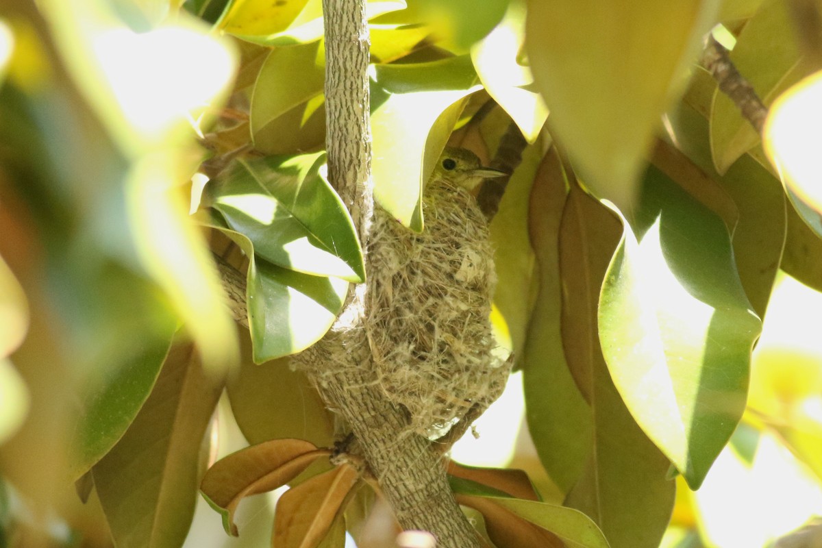 Yellow Warbler (Northern) - ML636980020