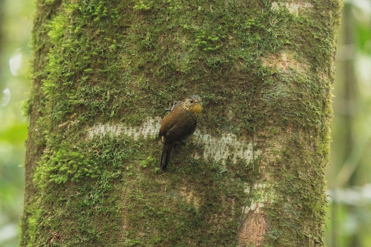 Spotted Barbtail - ML636980042