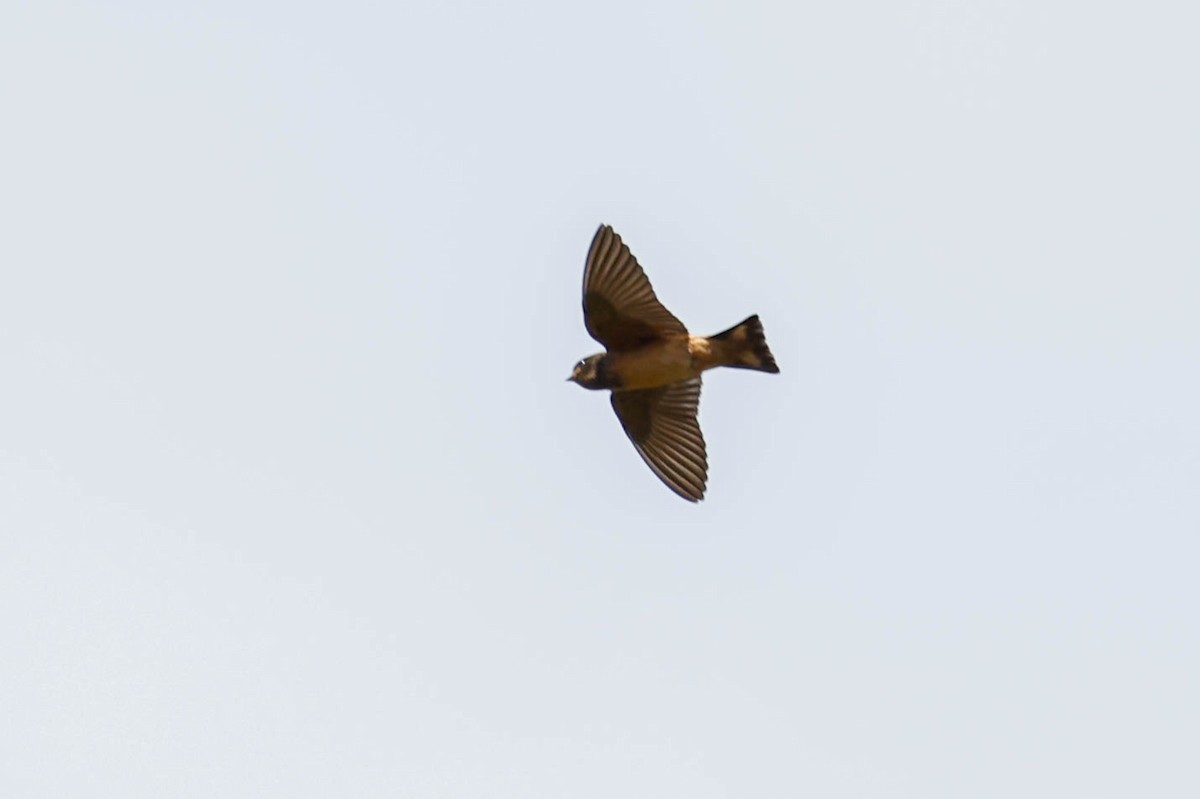 Rufous-chested Swallow - ML636980147