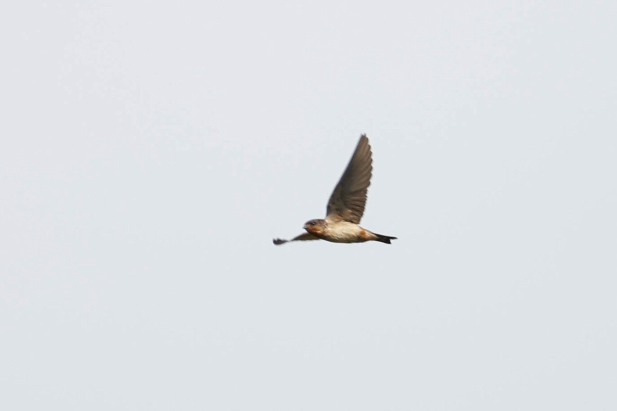 Rufous-chested Swallow - ML636980148